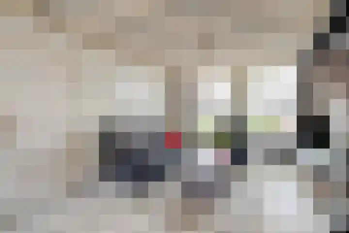 Donkeren Dijk 9 Heeswijk-Dinther thumbnail 7