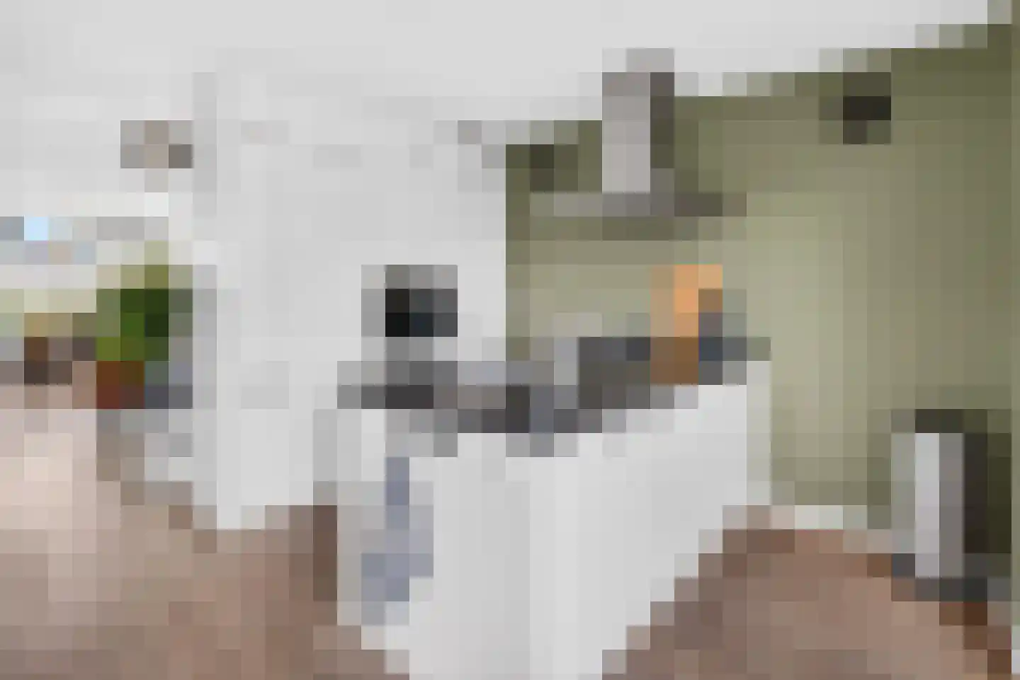 Donkervoort 29 Nuenen thumbnail 11