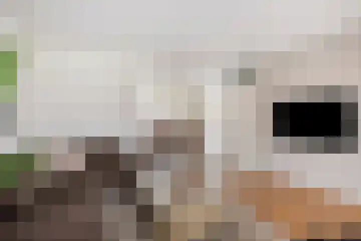 Donkervoort 45 Nuenen thumbnail 5