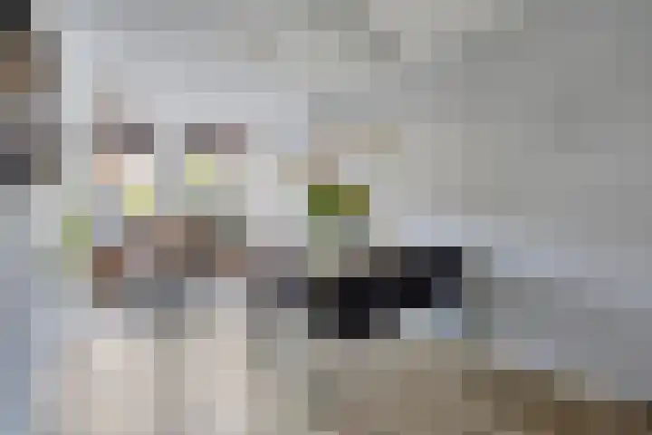 Donkervoortseloop 9 Heesch thumbnail 8