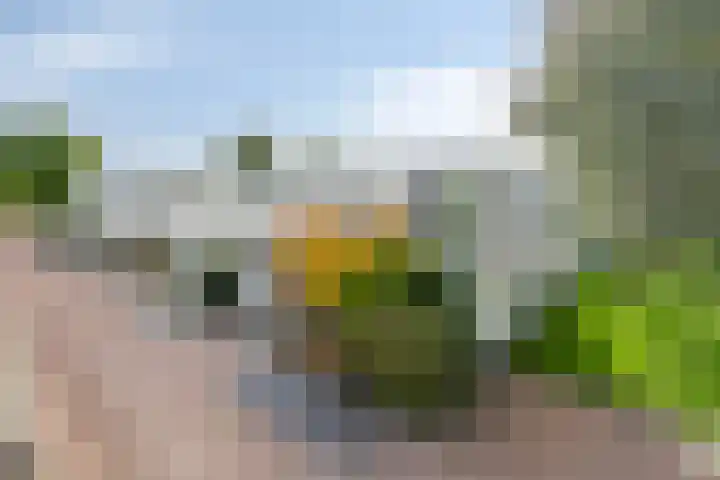 Donkse Dreef 62 's-Hertogenbosch thumbnail 28
