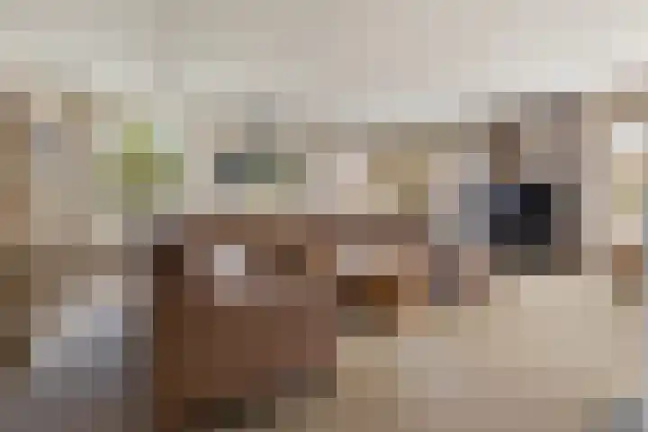 Donselaarsweg 18 Oene thumbnail 4