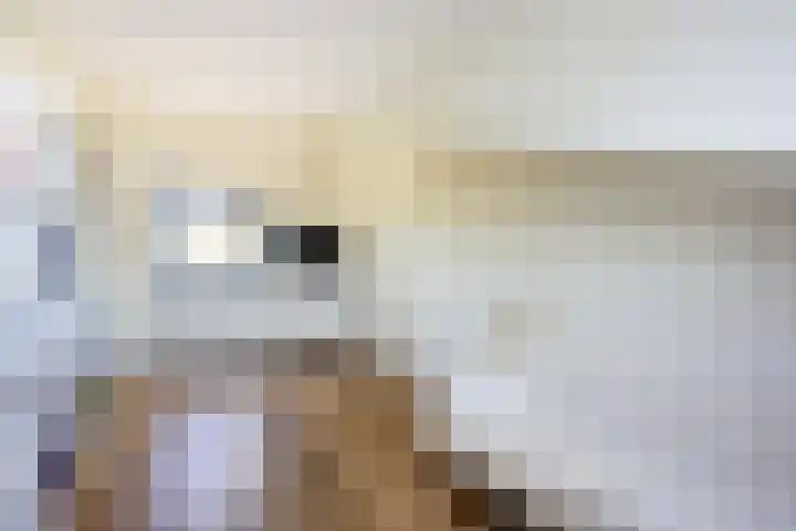 Donsvlinder 17 Utrecht thumbnail 29