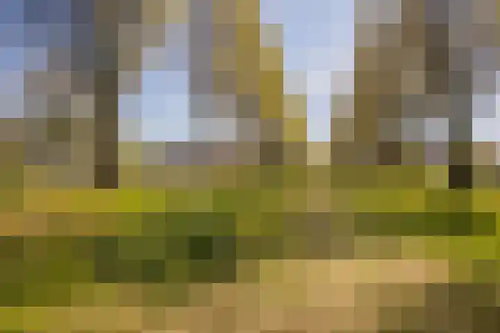 Donsvlinder 17 Utrecht thumbnail 36