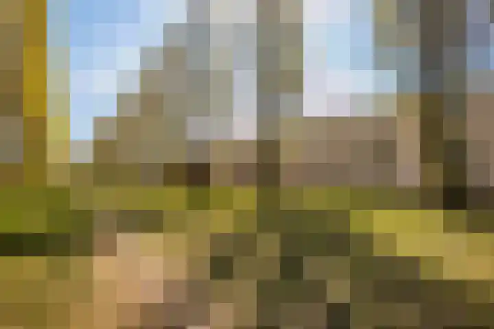 Donsvlinder 17 Utrecht thumbnail 5