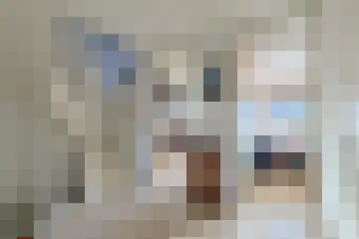 Donsvlinder 50 Leiden thumbnail 16