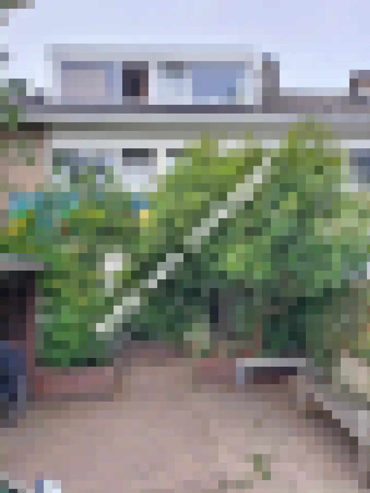 Donsvlinder 50 Leiden thumbnail 38