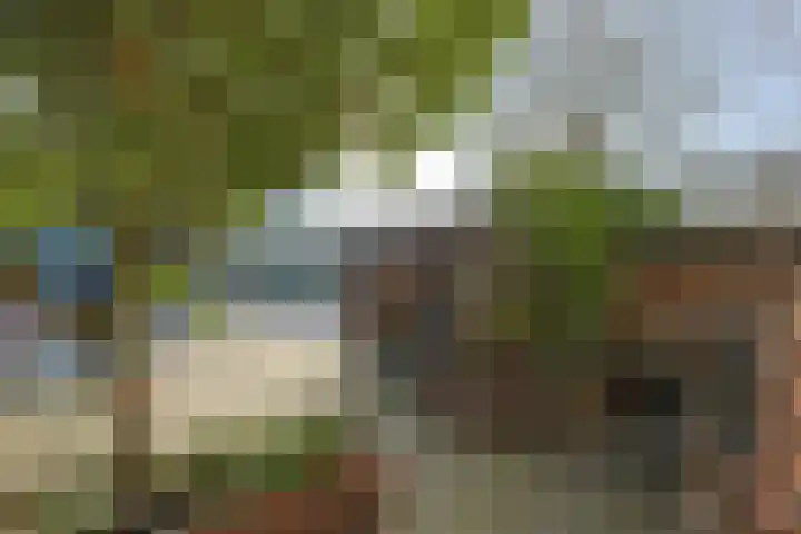 Donsvlinder 50 Leiden thumbnail 4
