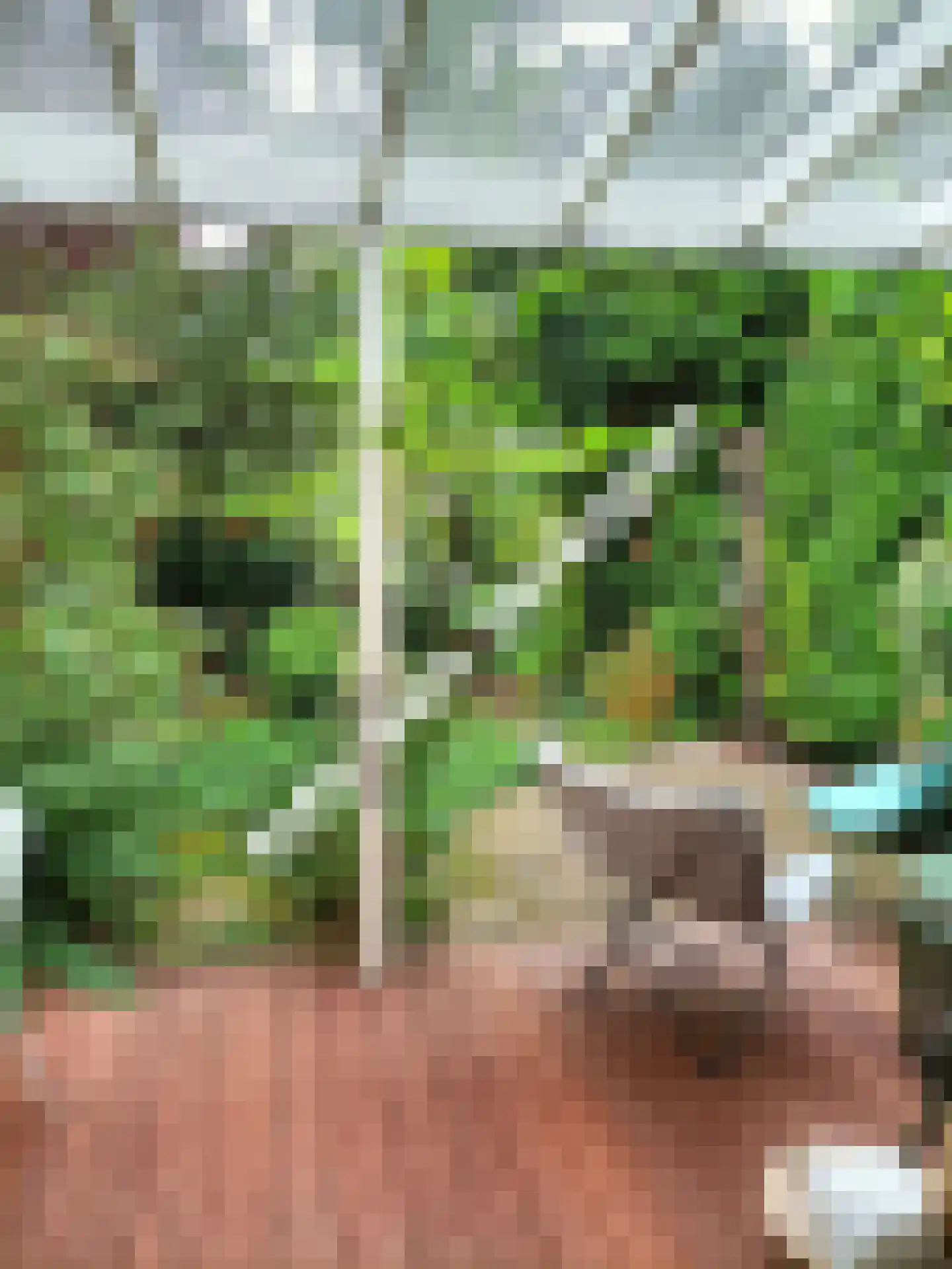 Donsvlinder 50 Leiden thumbnail 41