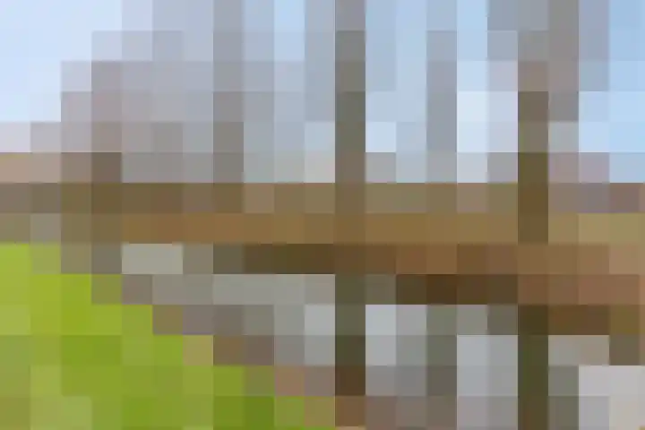 Donsvlinder 55 Utrecht thumbnail 56