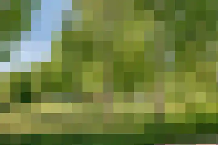 Donze Visserstraat 11 Terneuzen thumbnail 32