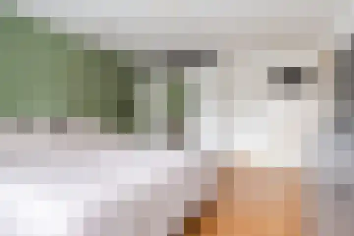 Doolandweg 10 Bladel thumbnail 17