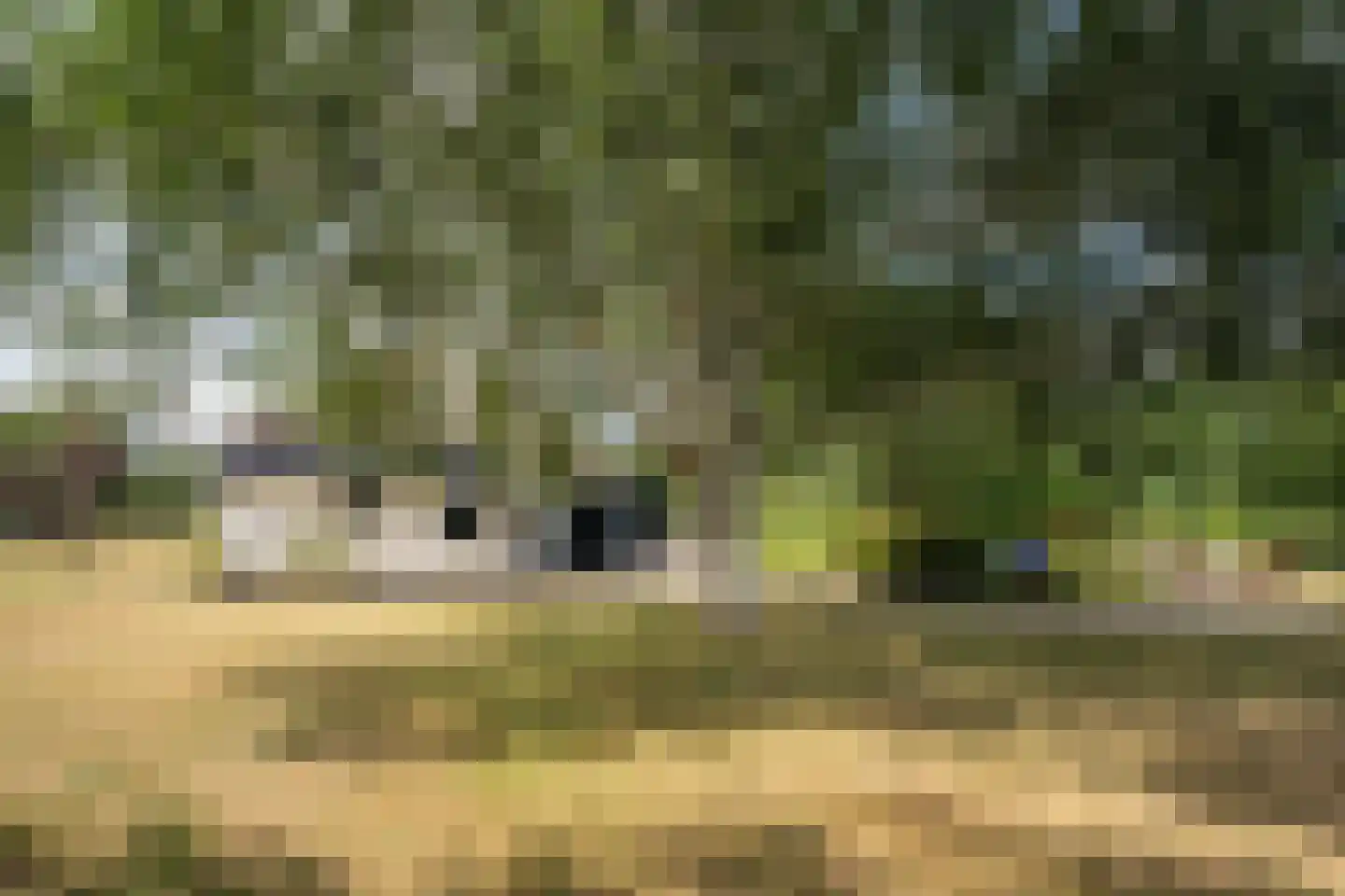 Doolhof 3 Oudeschild thumbnail 123