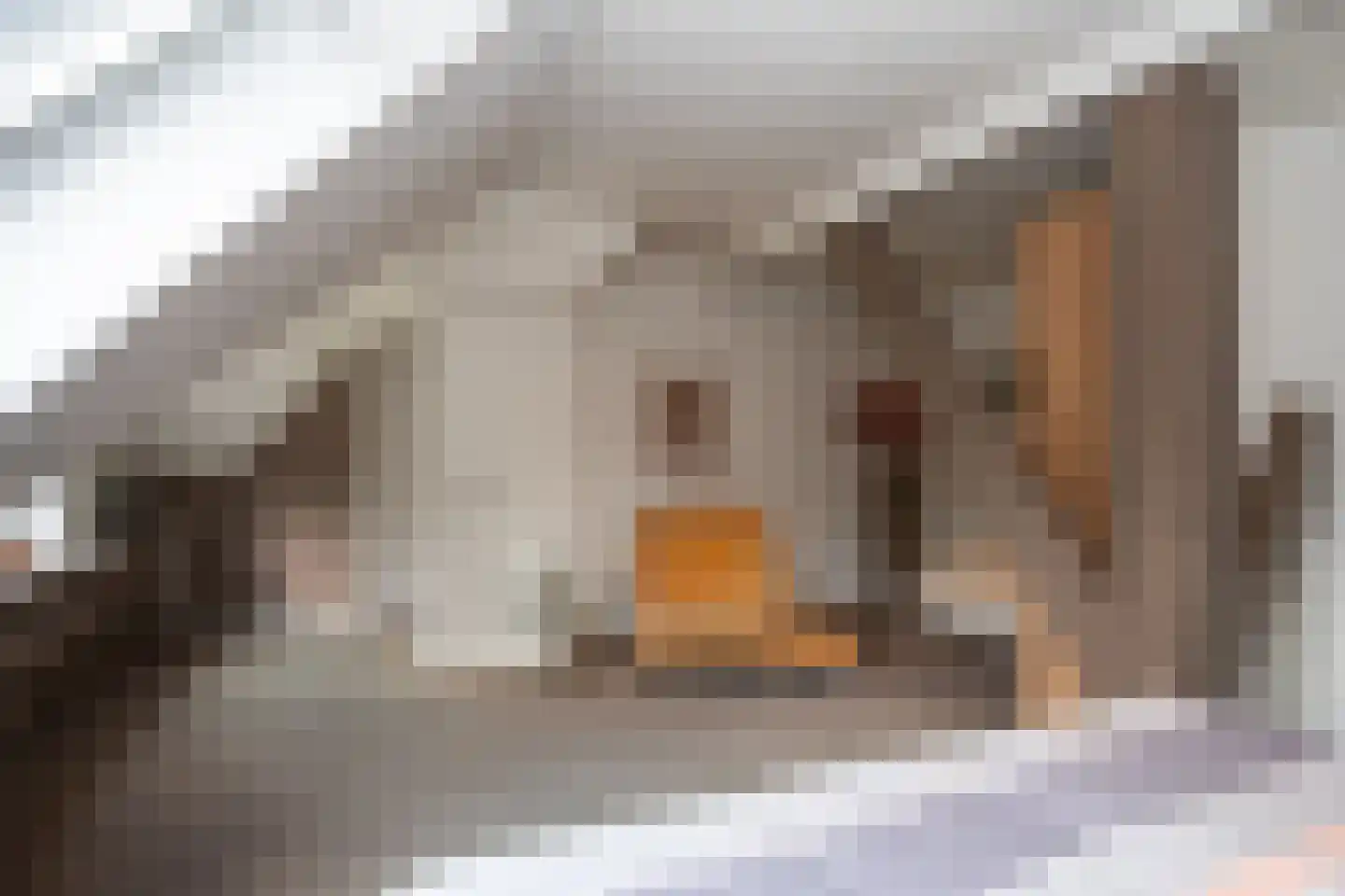 Doolhof 3 Oudeschild thumbnail 69