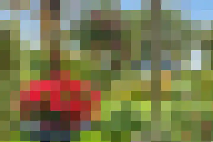 Doornakkers 16 Anloo thumbnail 17