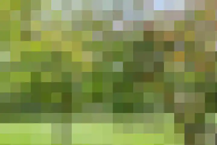 Doornakkers 16 Anloo thumbnail 22