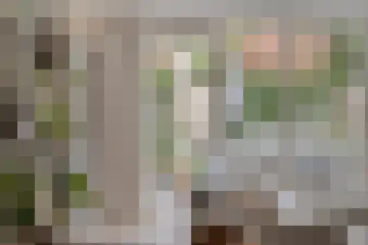 Doornappel 8 Oldenzaal thumbnail 11