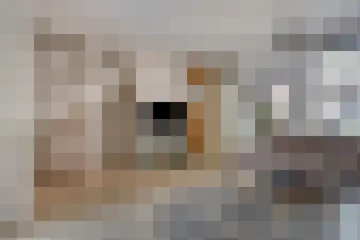 Doornbos 35 Rijen thumbnail 15