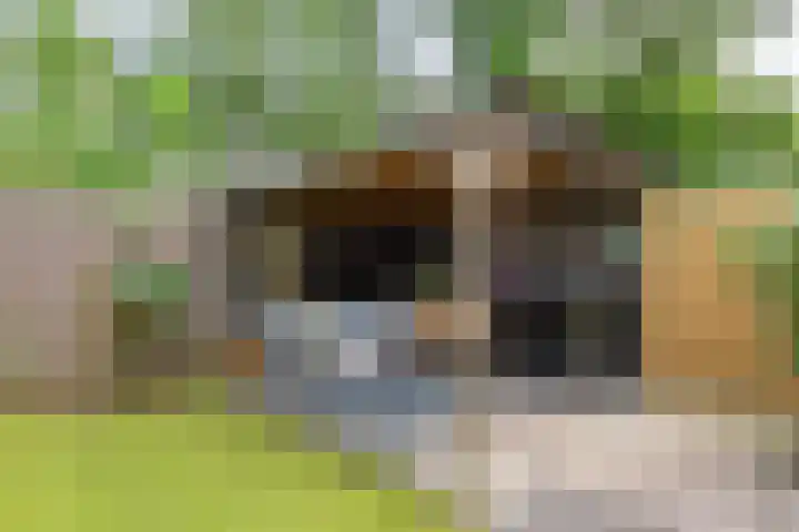 Doornbos 35 Rijen thumbnail 26