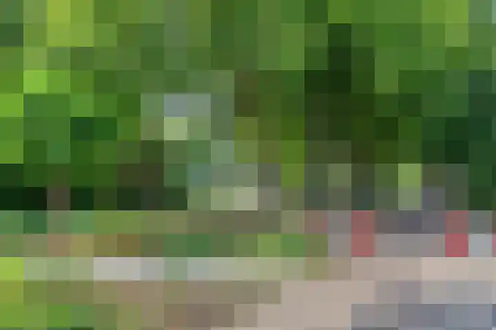 Doornbos 35 Rijen thumbnail 27