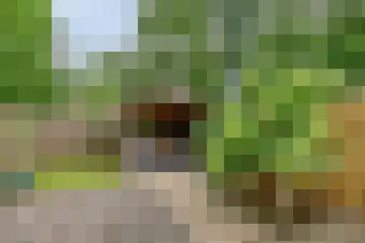 Doornbos 35 Rijen thumbnail 9