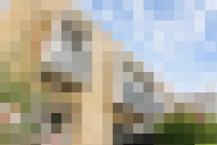 Doornenburg 29 Rotterdam thumbnail 37