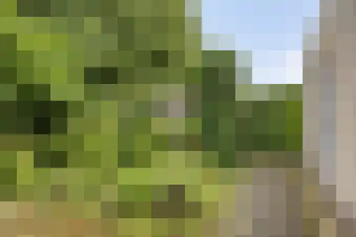 Doornenburgallee 4 Duiven thumbnail 42