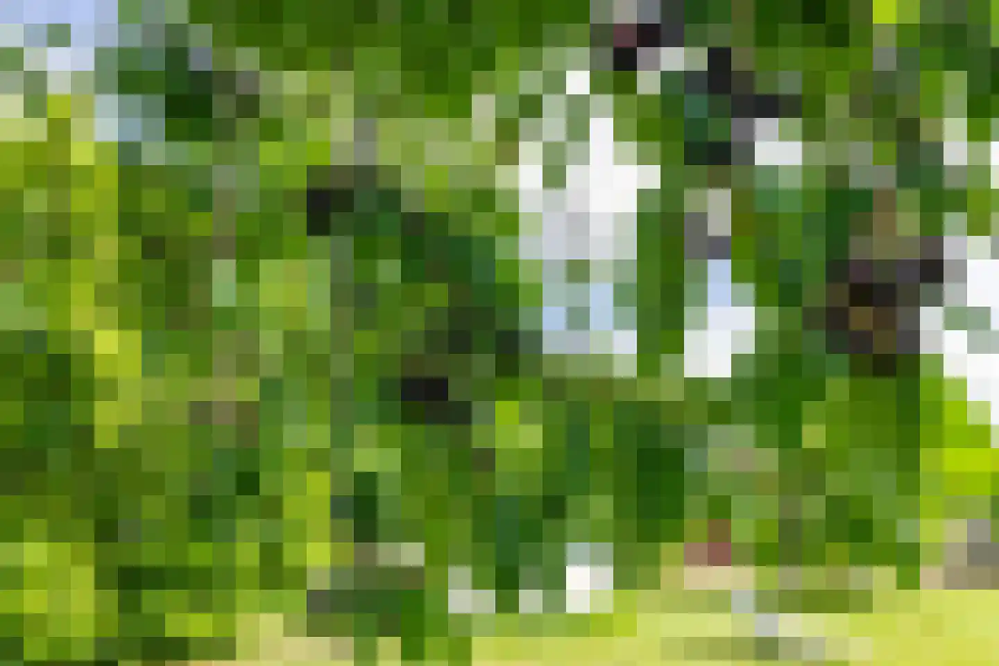 Doornenburgsestraat 9 Gendt thumbnail 36