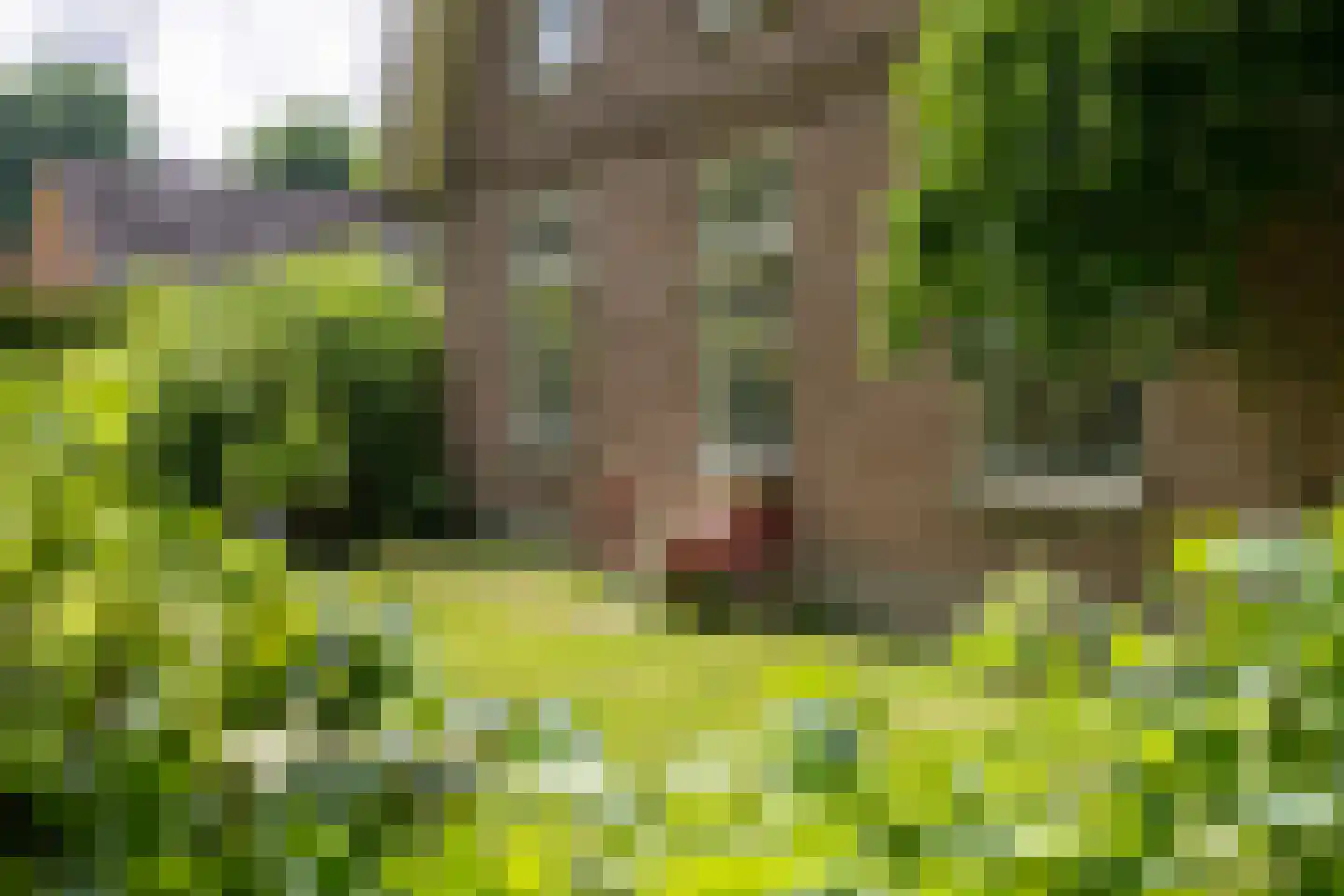 Doornenburgsestraat 9 Gendt thumbnail 51