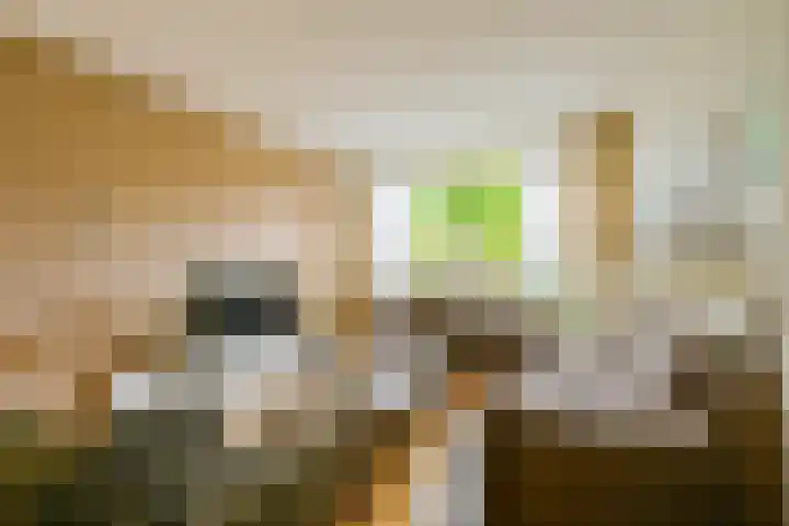 Doornenhof 22 Schagen thumbnail 5