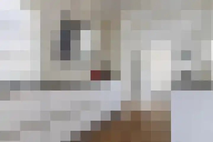 Doorntjes 10 Bergen (NH) thumbnail 16