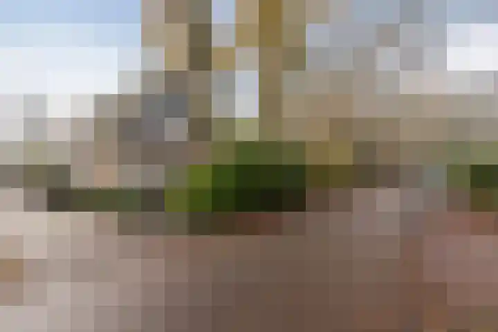 Doorntjes 10 Bergen (NH) thumbnail 46