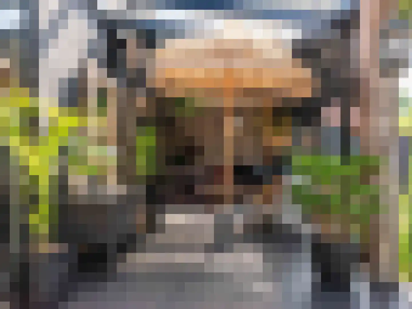 Doorntjes 38 Bergen (NH) thumbnail 21