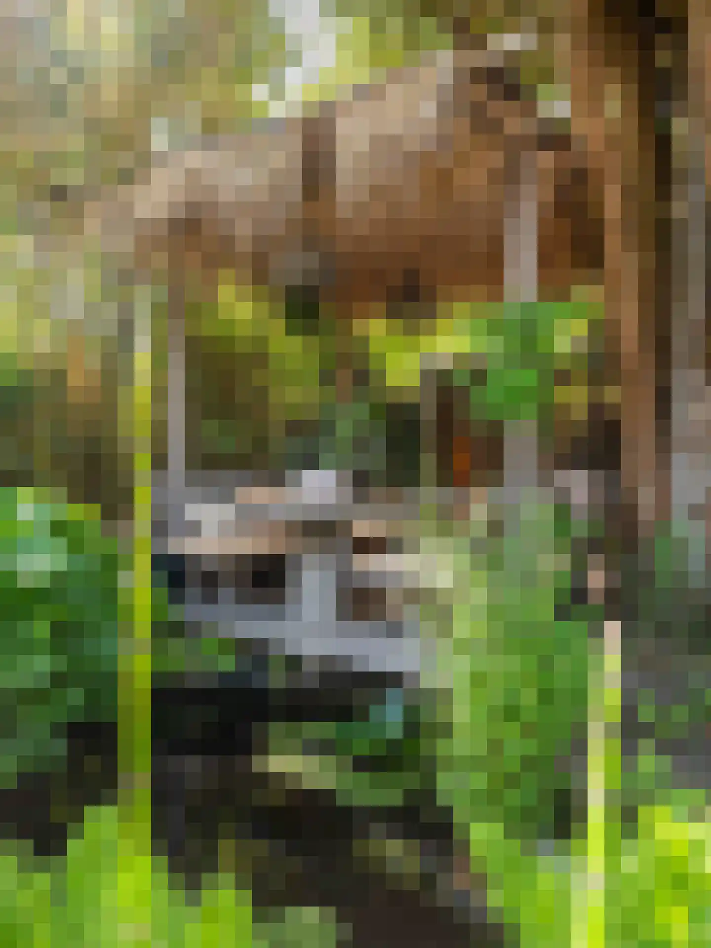 Doorntjes 38 Bergen (NH) thumbnail 57