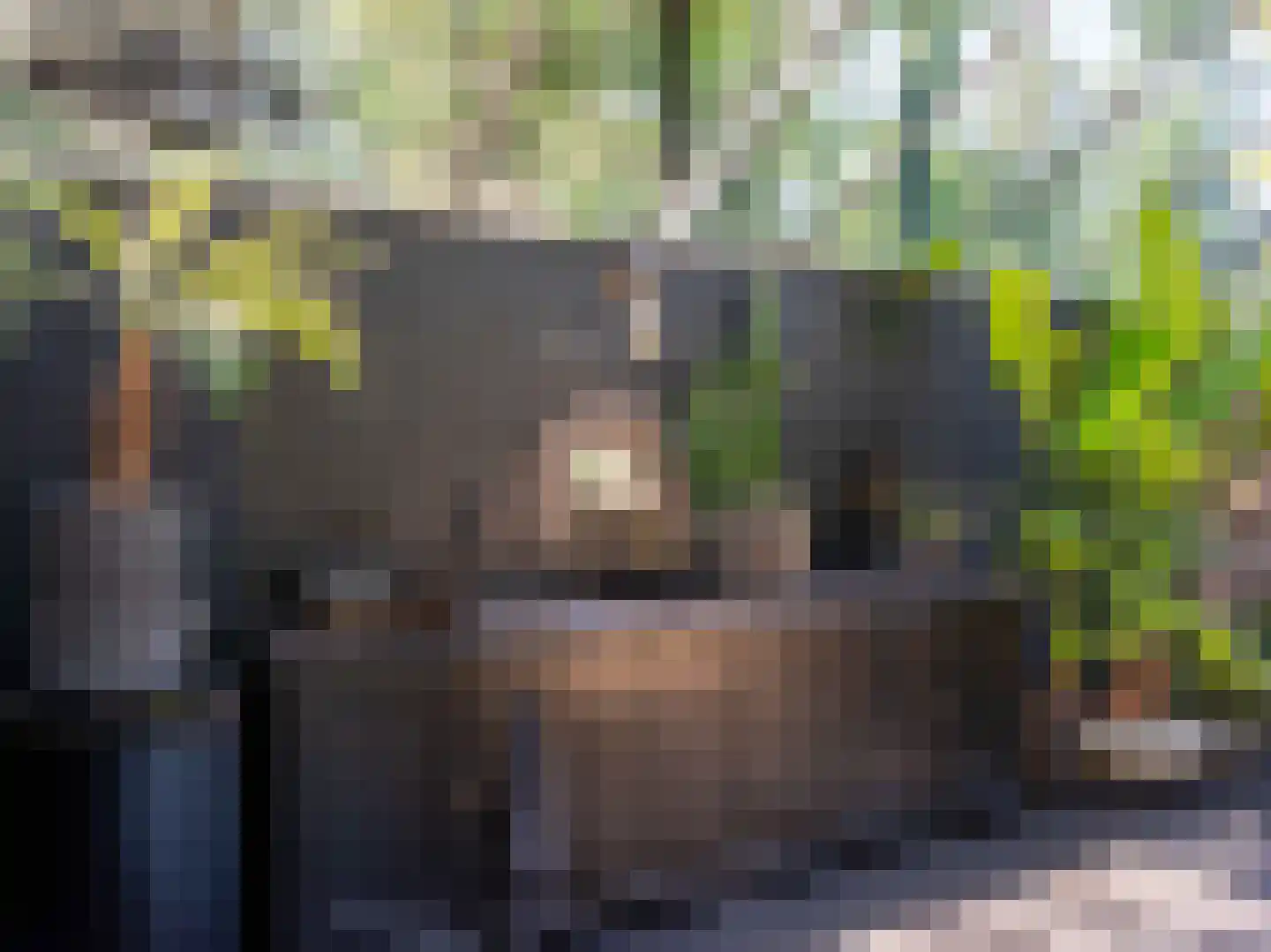 Doorntjes 38 Bergen (NH) thumbnail 61