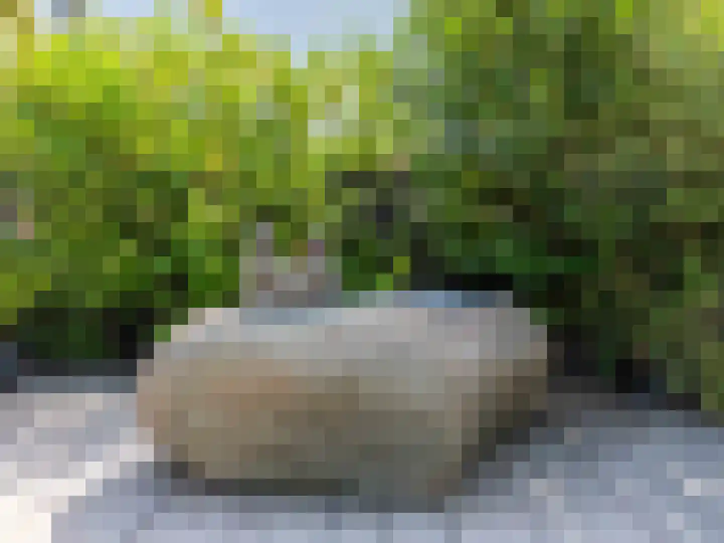 Doorntjes 38 Bergen (NH) thumbnail 67