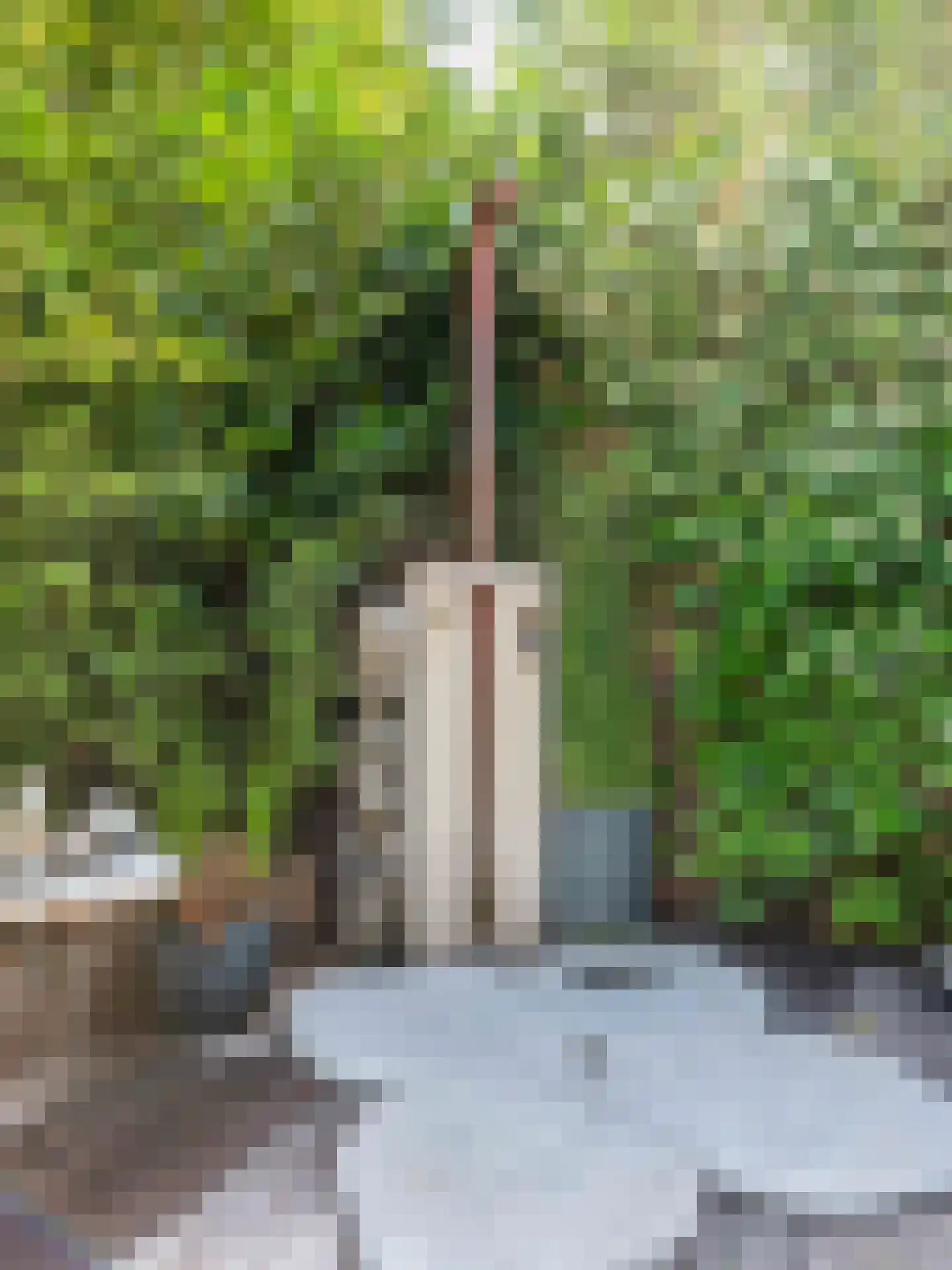 Doorntjes 38 Bergen (NH) thumbnail 68
