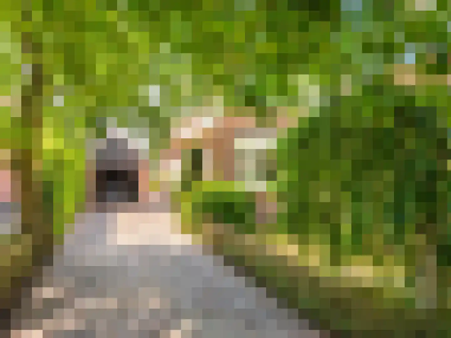 Doorntjes 44 Bergen (NH) thumbnail 41