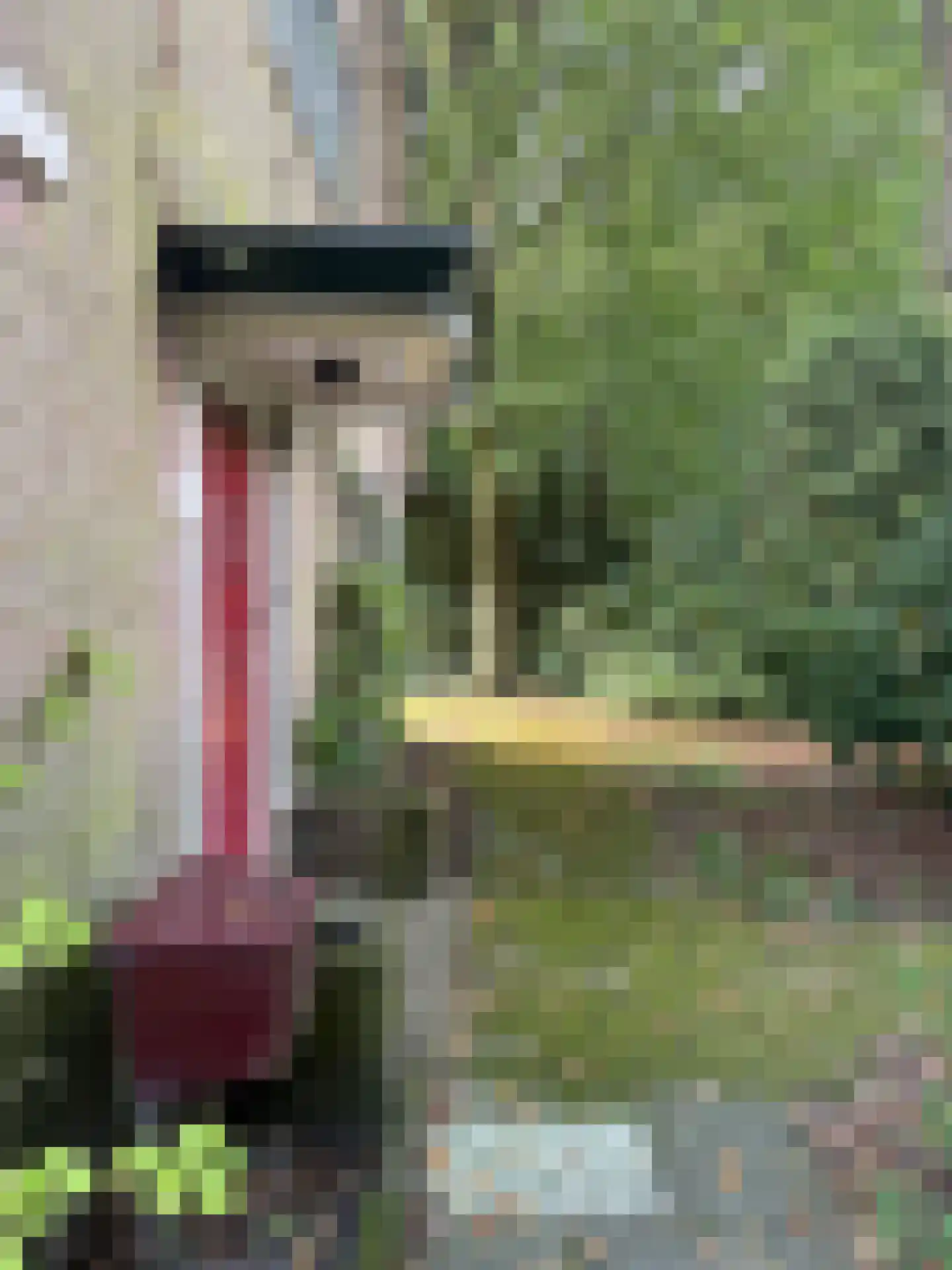 Doorntjes 8 Bergen (NH) thumbnail 27