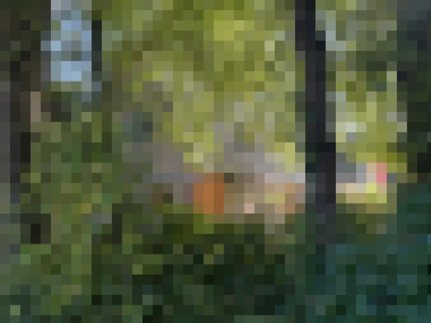 Doorntjes 8 Bergen (NH) thumbnail 31