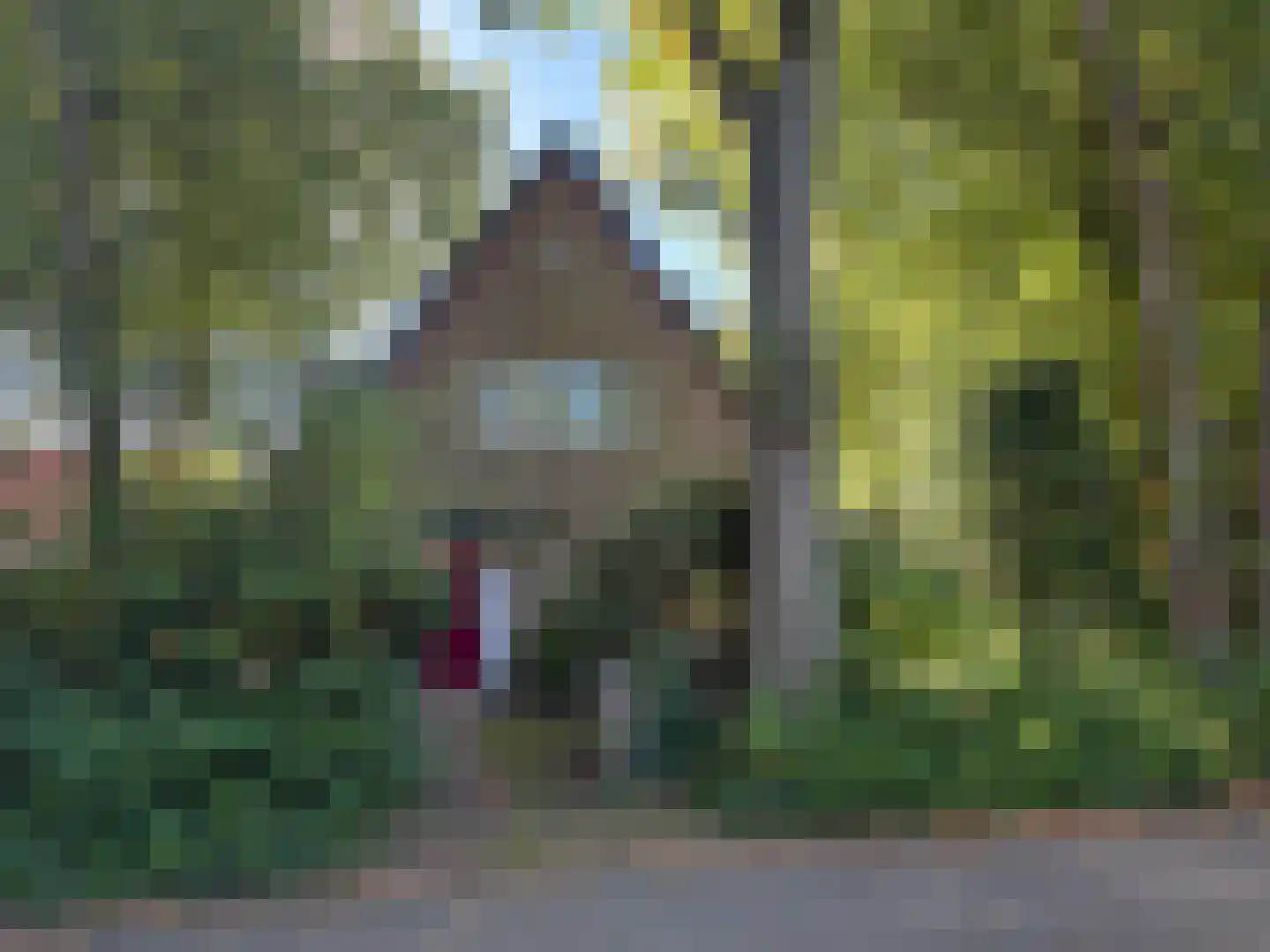 Doorntjes 8 Bergen (NH) thumbnail 4
