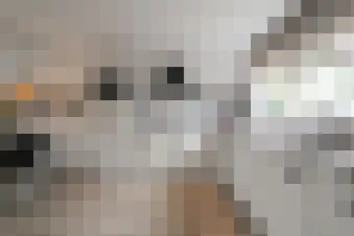 Doorzwin 1146 Julianadorp thumbnail 4