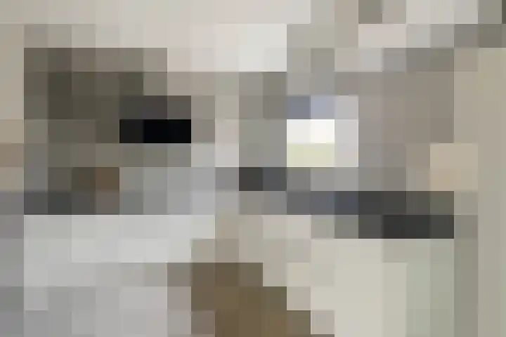 Doorzwin 2242 Julianadorp thumbnail 12