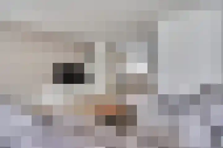Doorzwin 2254 Julianadorp thumbnail 11