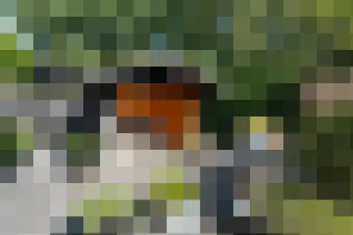 Dopheide 11 Steenwijk thumbnail 42