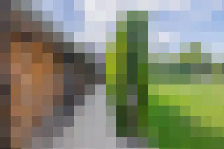 Dopheide 15 Meijel thumbnail 56