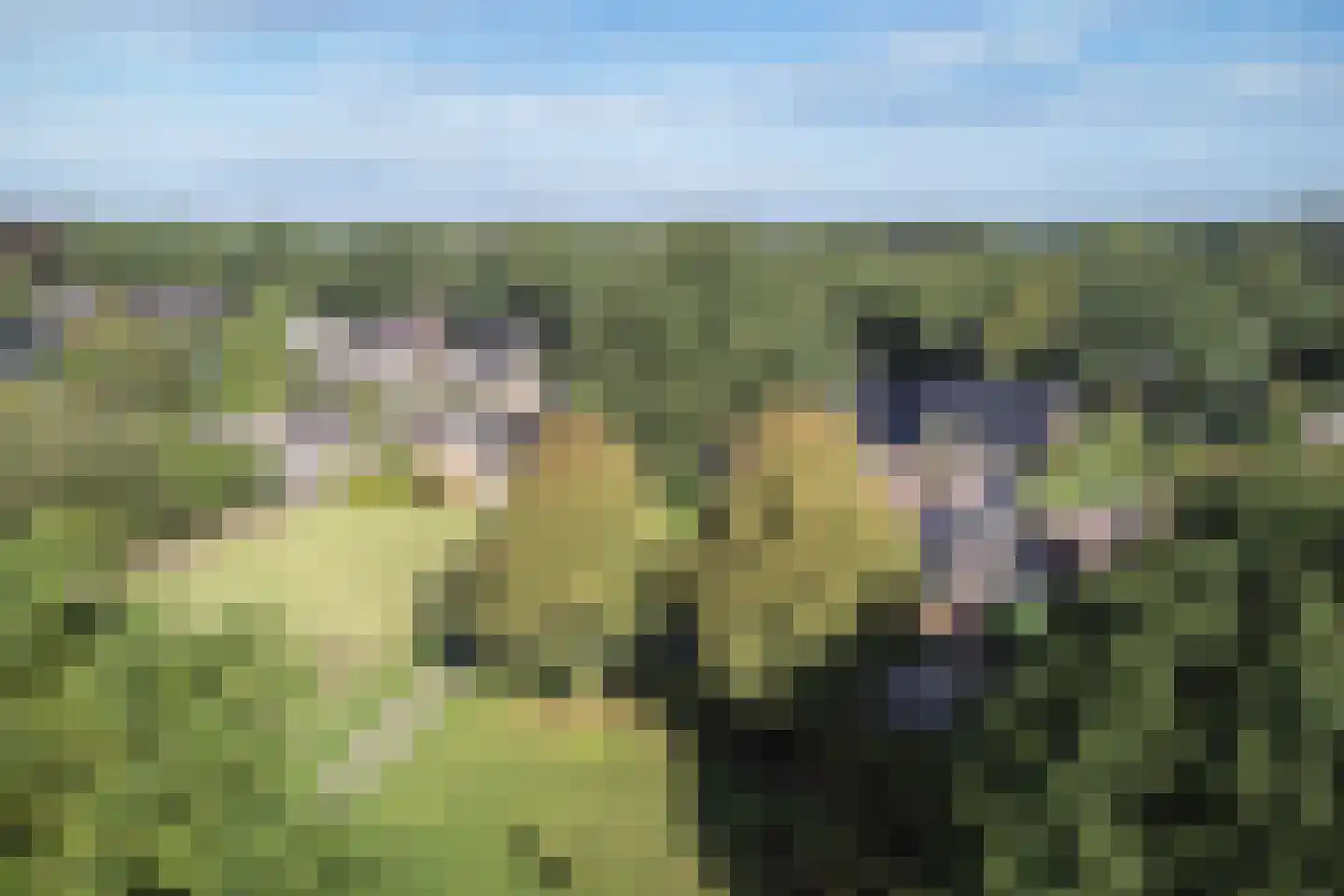 Dopheide 22 Odoorn thumbnail 86