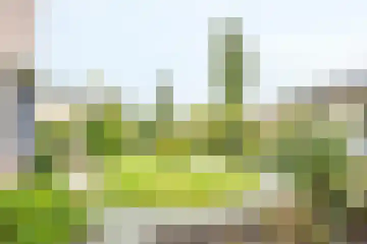 Dopheide 23 Ysselsteyn thumbnail 39