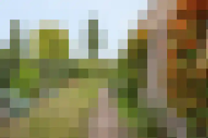 Dopheide 23 Ysselsteyn thumbnail 46