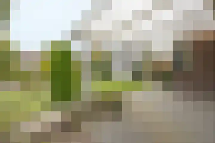 Dopheide 23 Ysselsteyn thumbnail 47